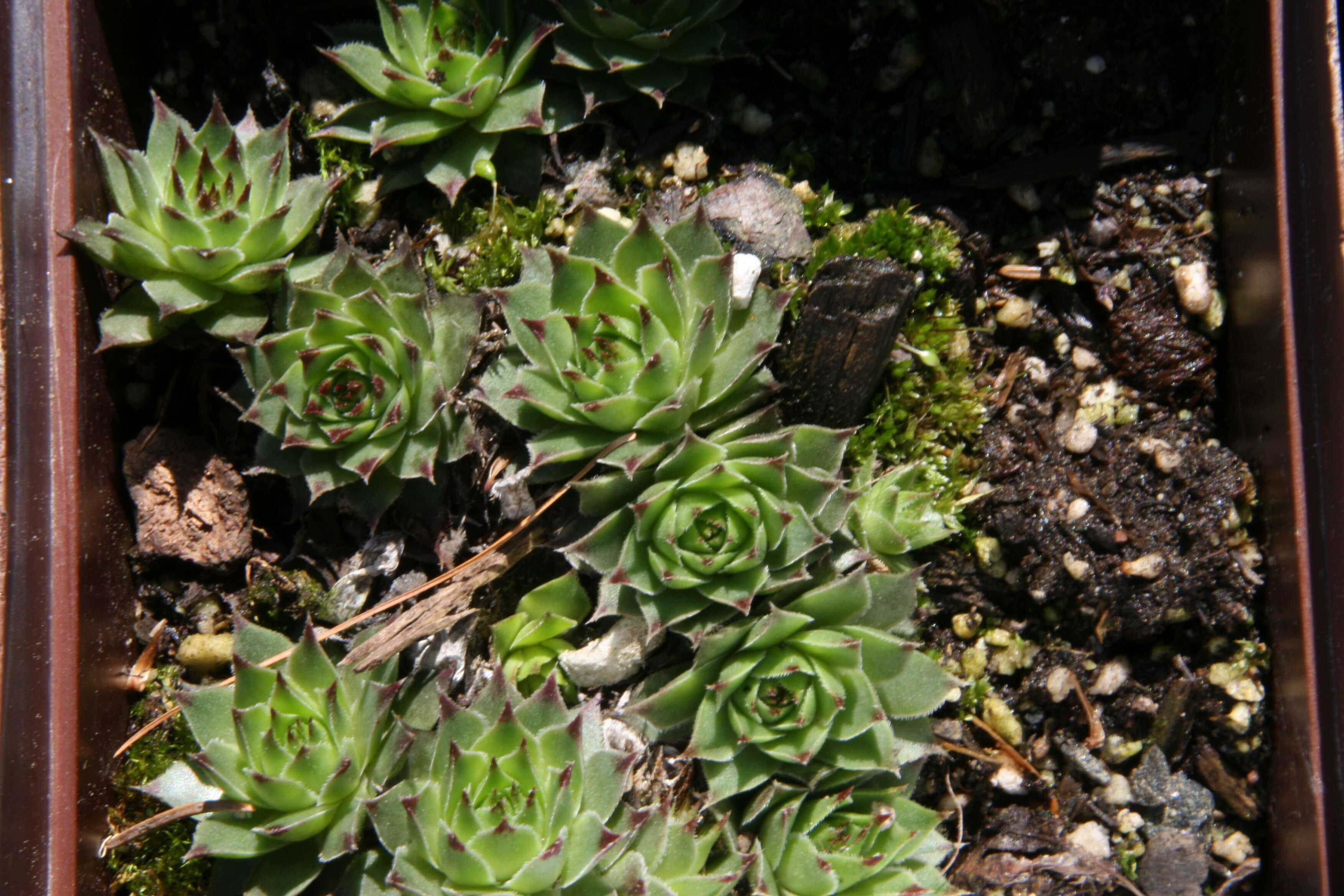 Image de Joubarbe du calcaire