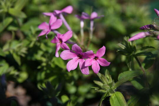 Image of creeping phlox