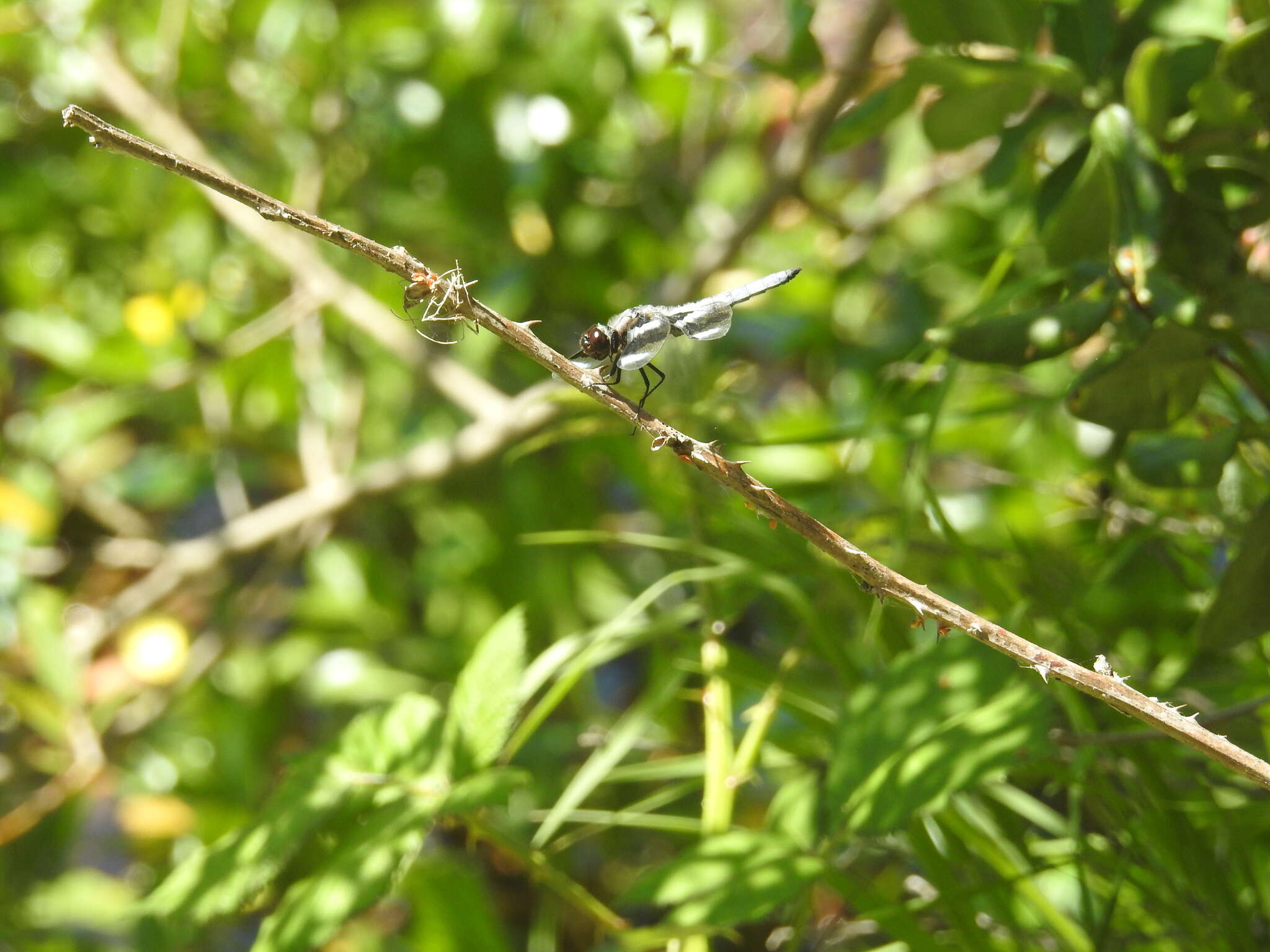 Libellula forensis Hagen 1861 resmi