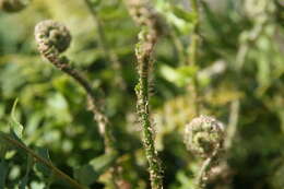 Image of Christmas fern