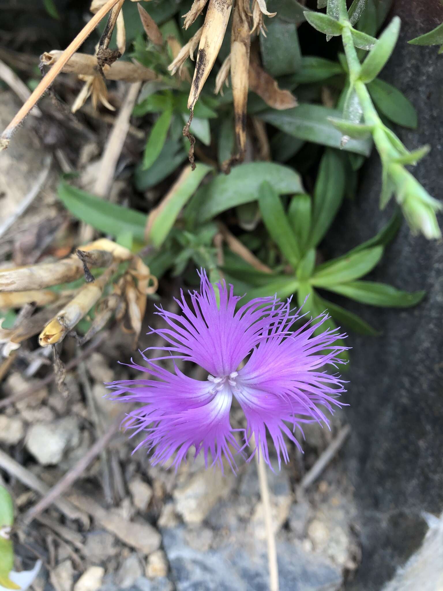 صورة Dianthus longicalyx Miq.