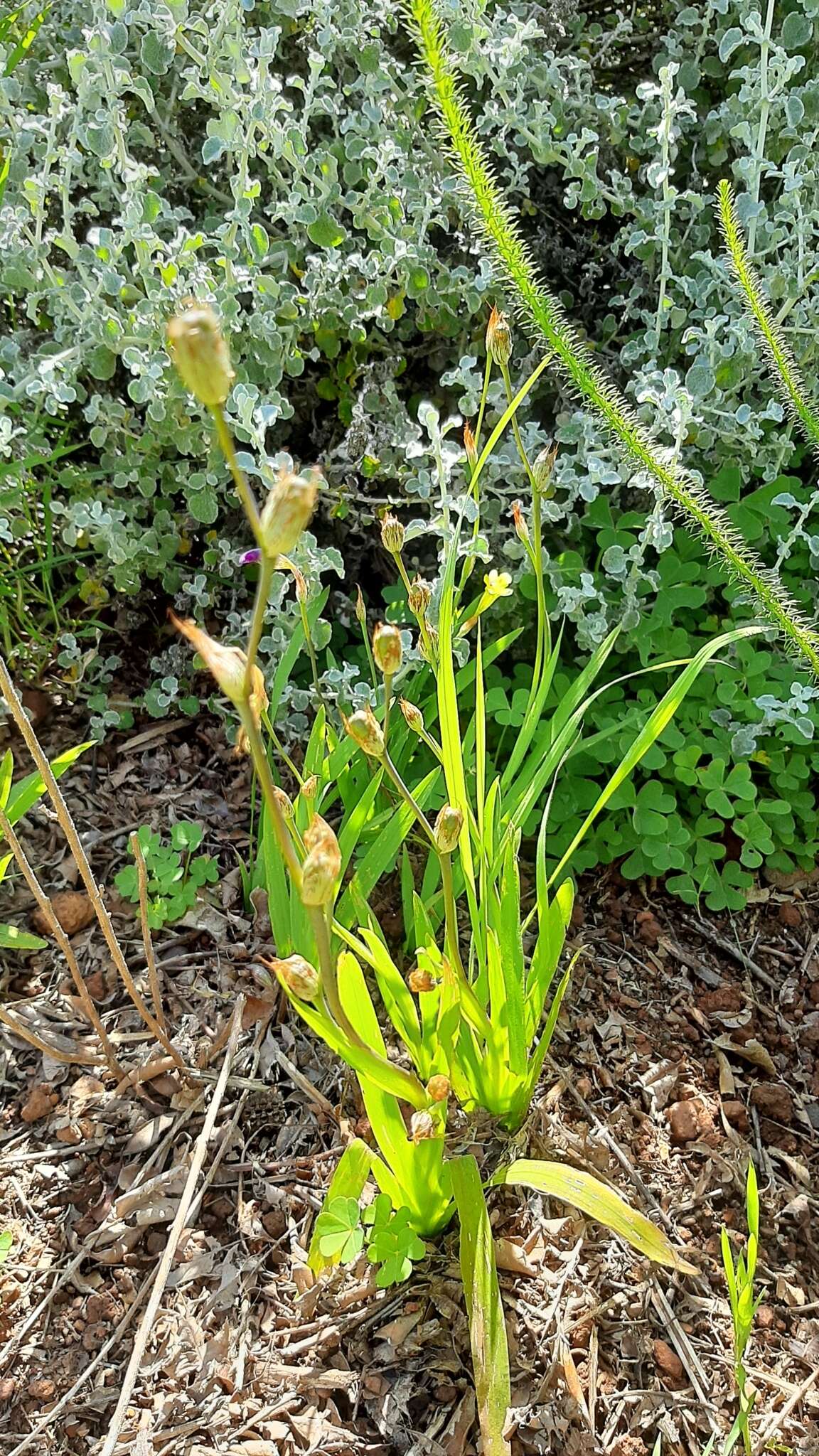 Image of Sparaxis villosa (Burm. fil.) Goldblatt