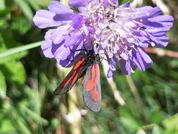 Image de <i>Zygaena romeo</i>