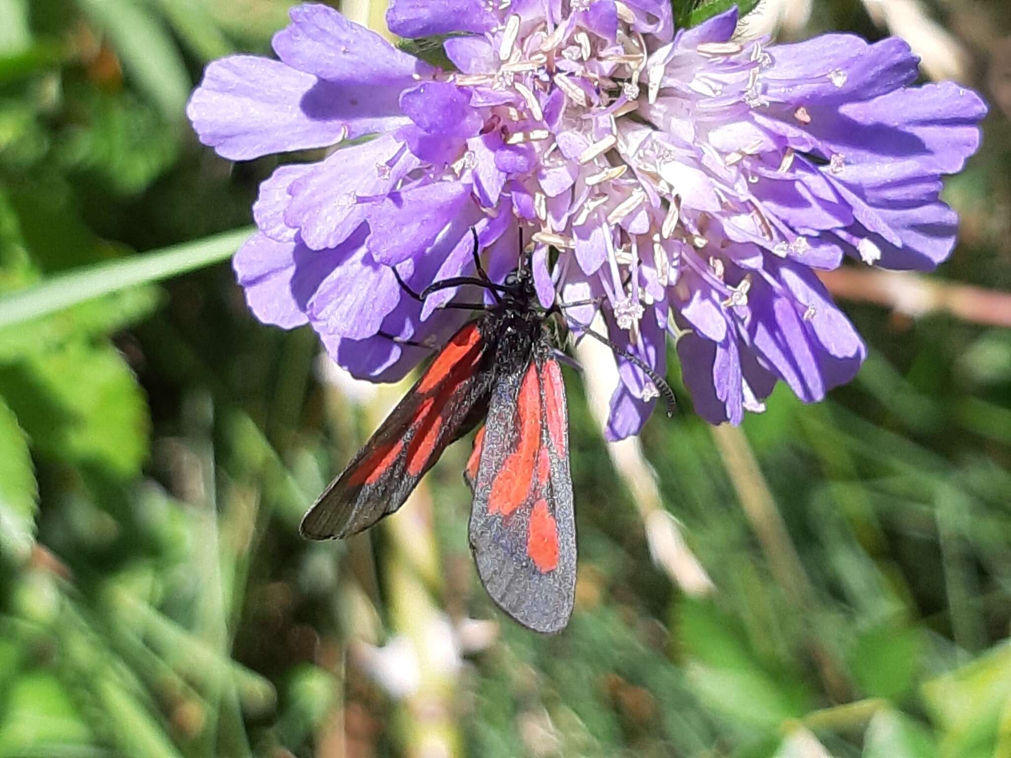 Plancia ëd <i>Zygaena romeo</i>