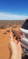 Image of Desert Chameleon