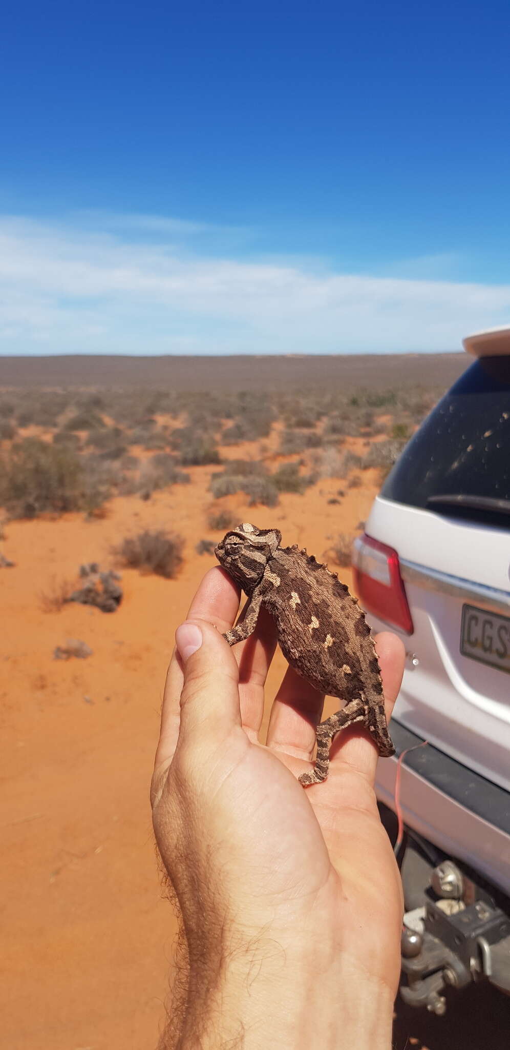 Image of Desert Chameleon