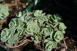 Image of Hylotelephium sieboldii (Sweet ex Hook.) H. Ohba