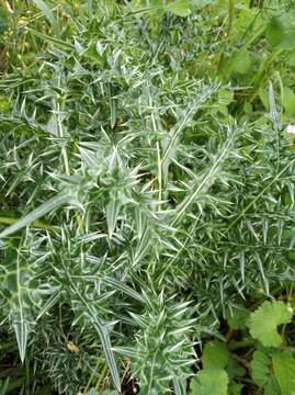 Image of spine acanthus