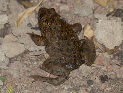 Image of African Groove-crowned Frog