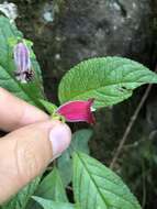 Sivun Kohleria inaequalis var. ocellata (Hook.) L. P. Kvist & L. E. Skog kuva