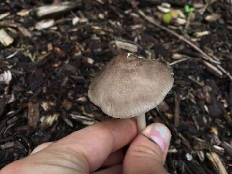 Image of Pluteus ephebeus (Fr.) Gillet 1876