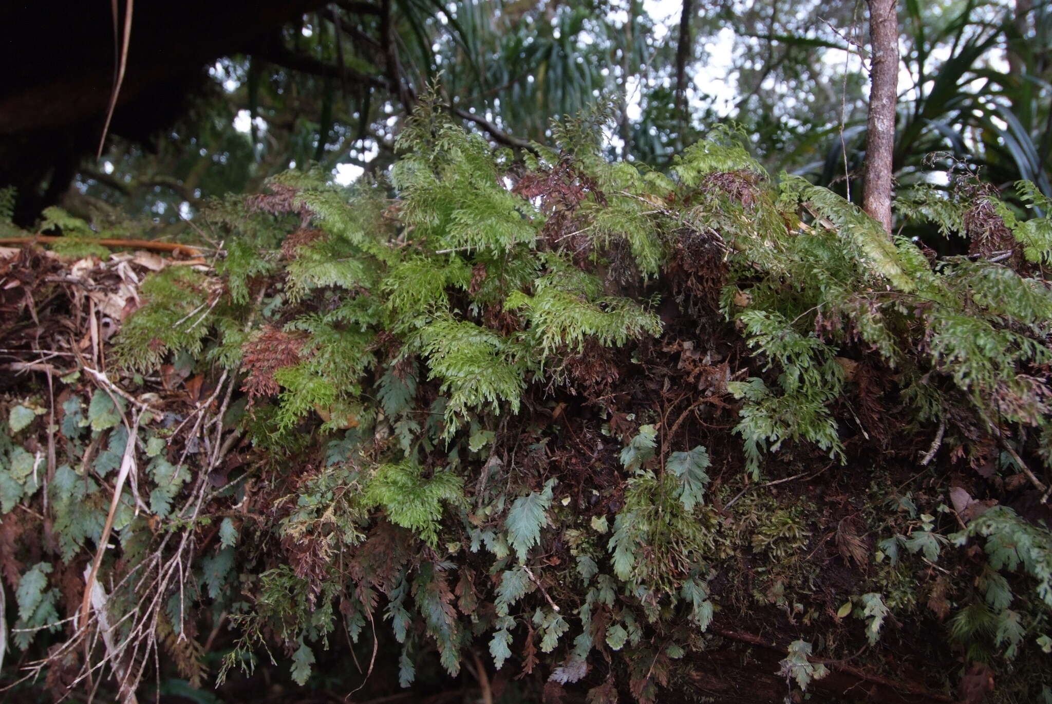 Image de Hymenophyllum deplanchei Mett. ex Kuhn