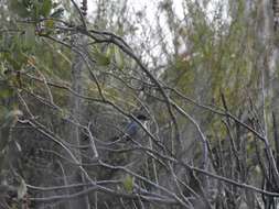 Image of California Gnatcatcher