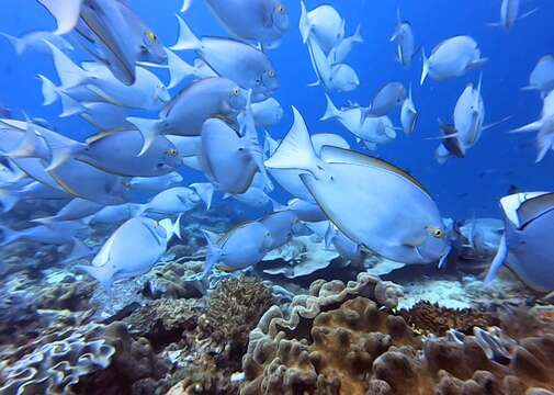 Image of Bleeker's Surgeonfish