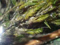 Image of New Mexican fontinalis moss