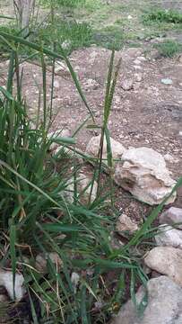 Image of black-grass