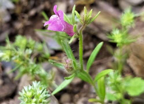 Слика од Misopates orontium subsp. orontium