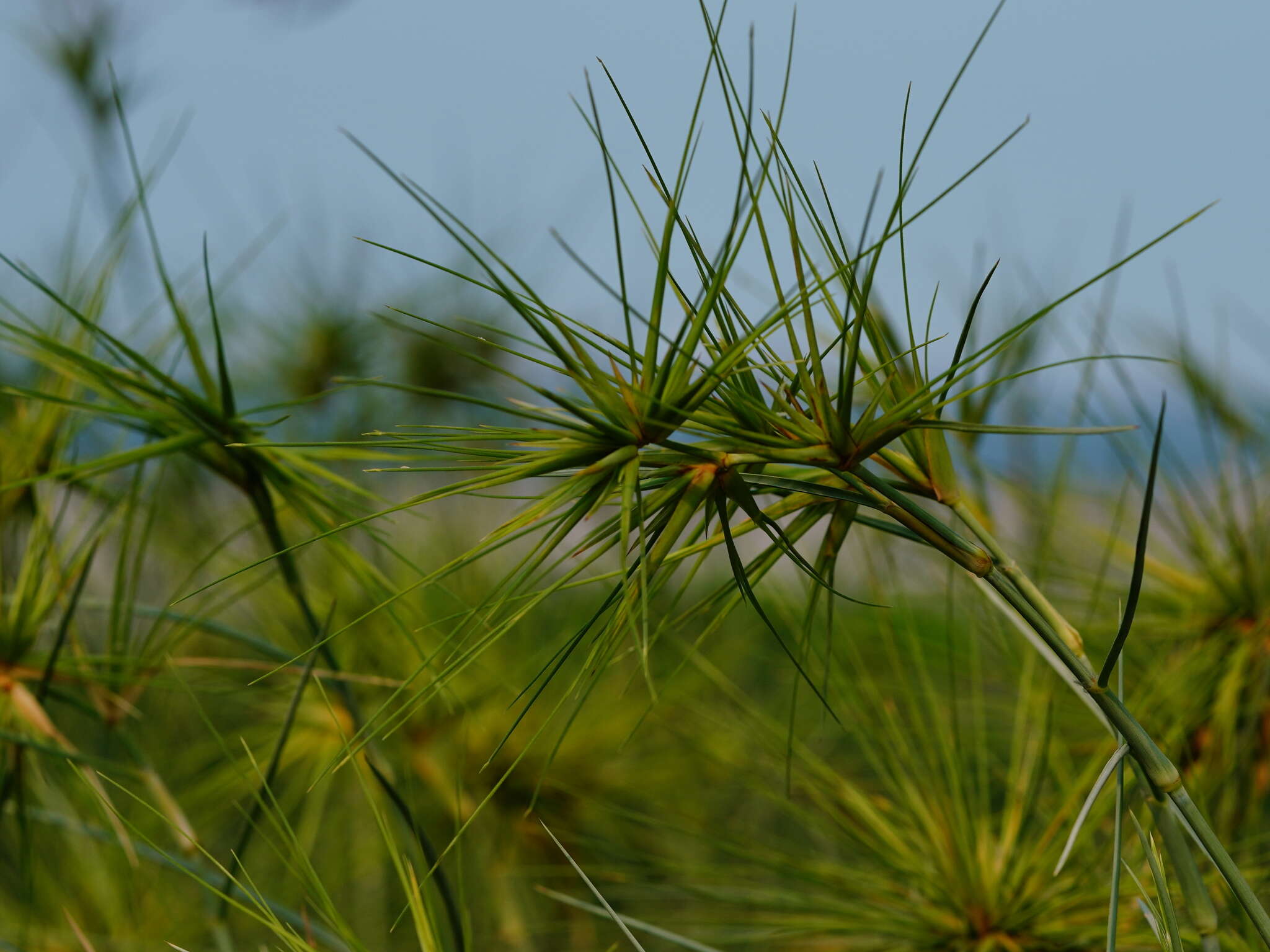 Imagem de Spinifex littoreus (Burm. fil.) Merr.