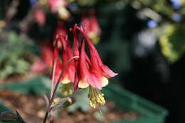 Image of red columbine