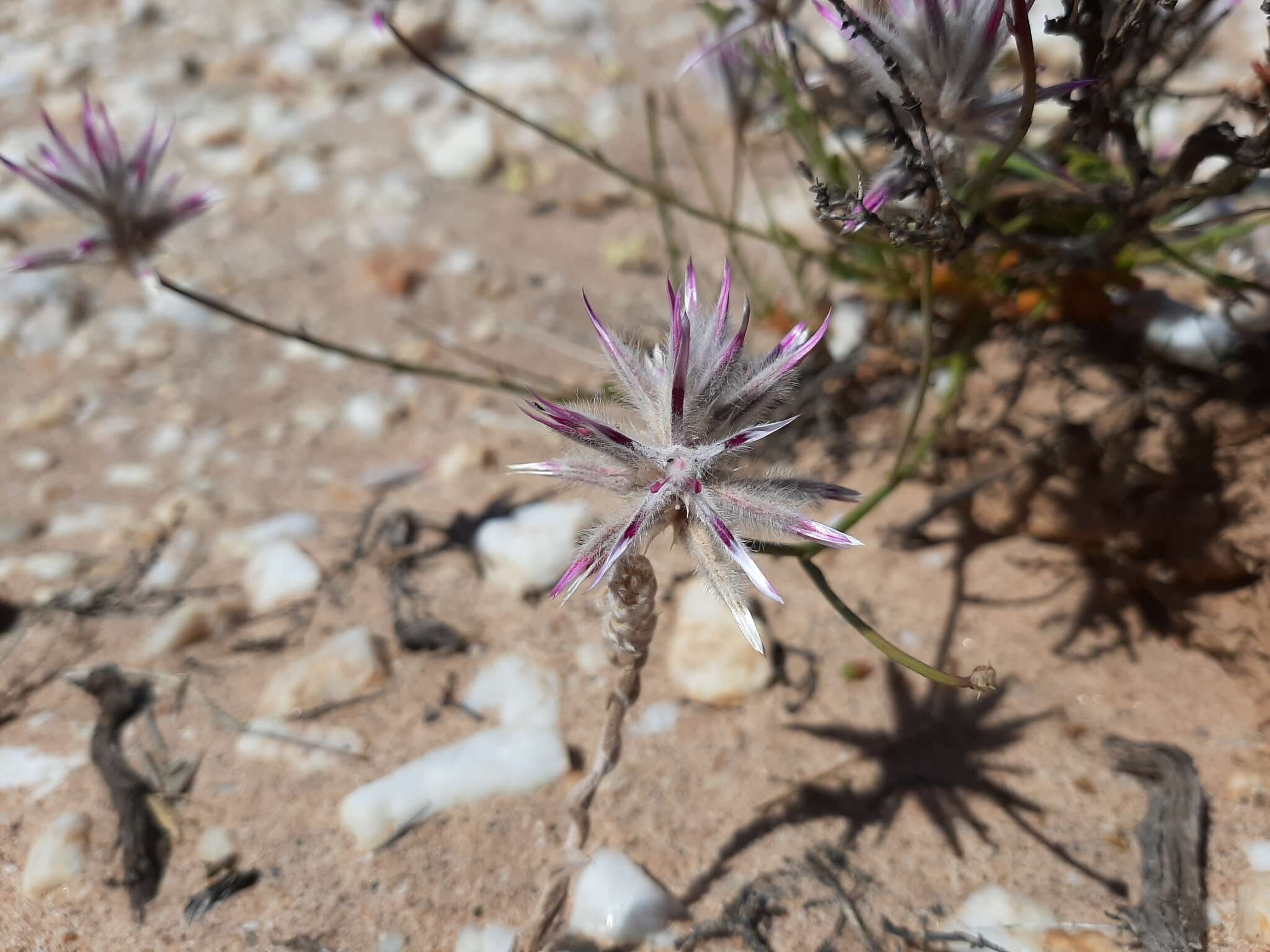 Image of Ptilotus rigidus Lally