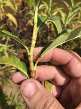 Image de Persicaria glabra (Willd.) Gomez de la Maza