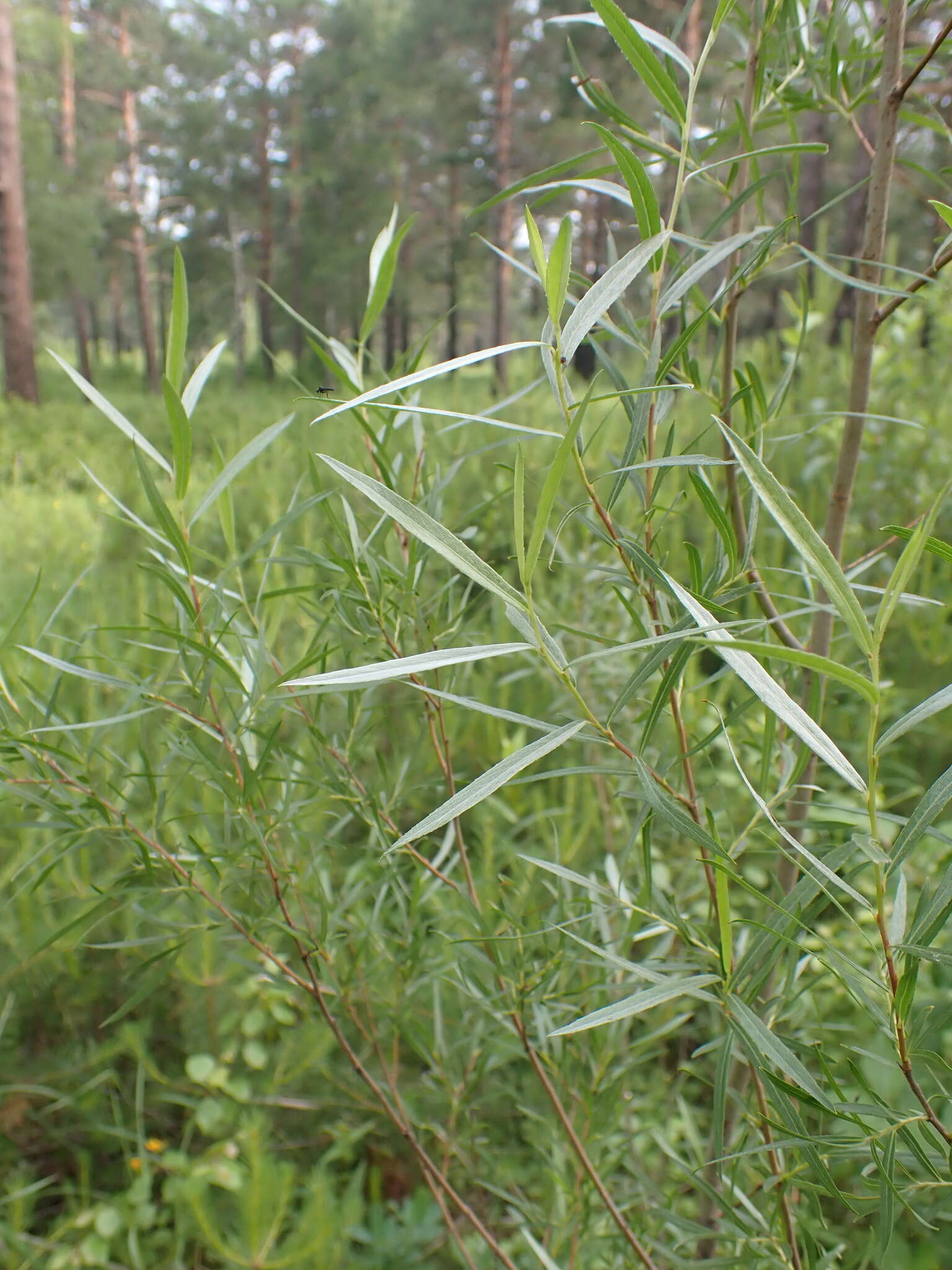 Imagem de Salix microstachya Turcz. ex Trautv.