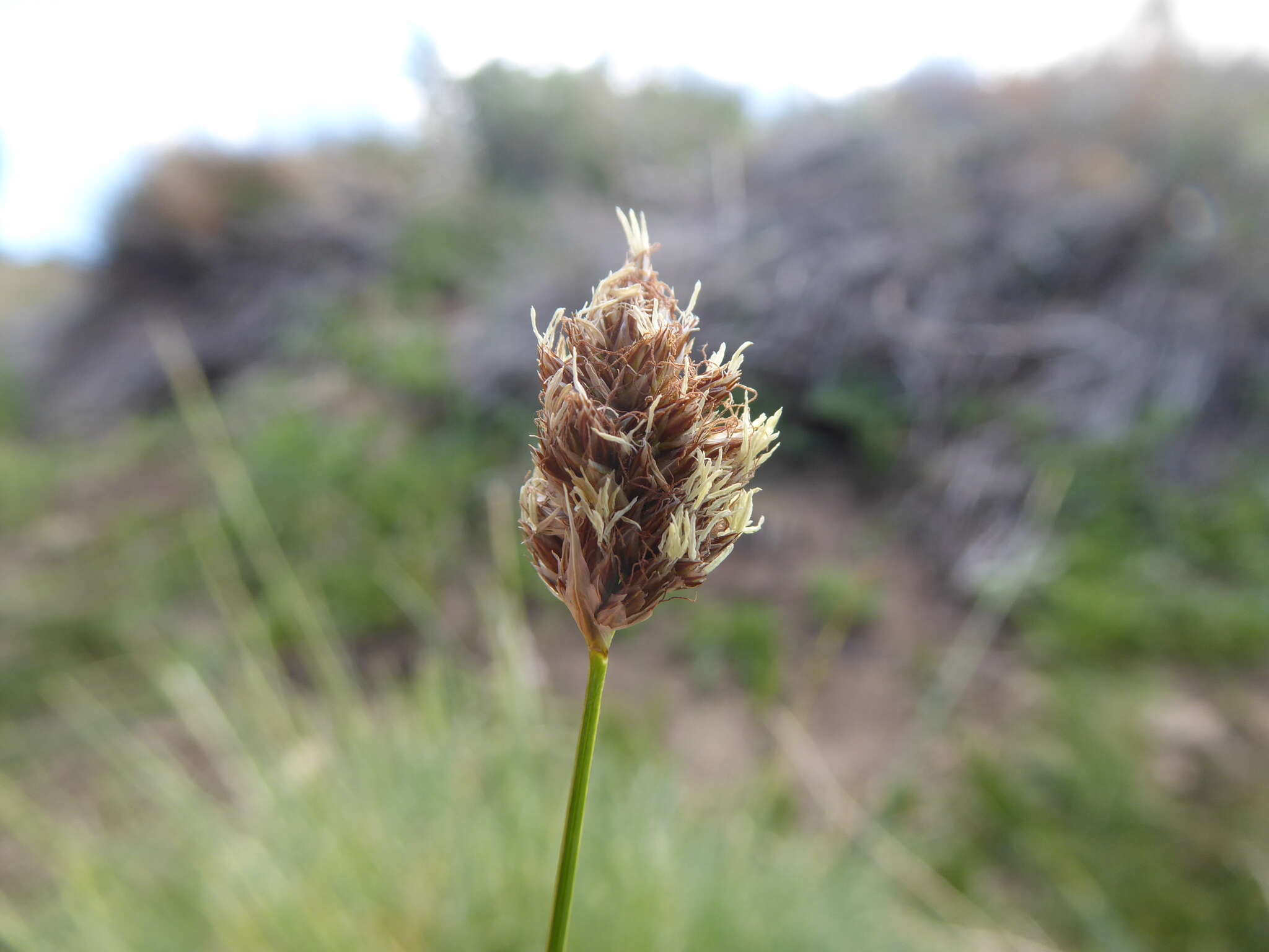 Image of Carex firmicaulis Kalela