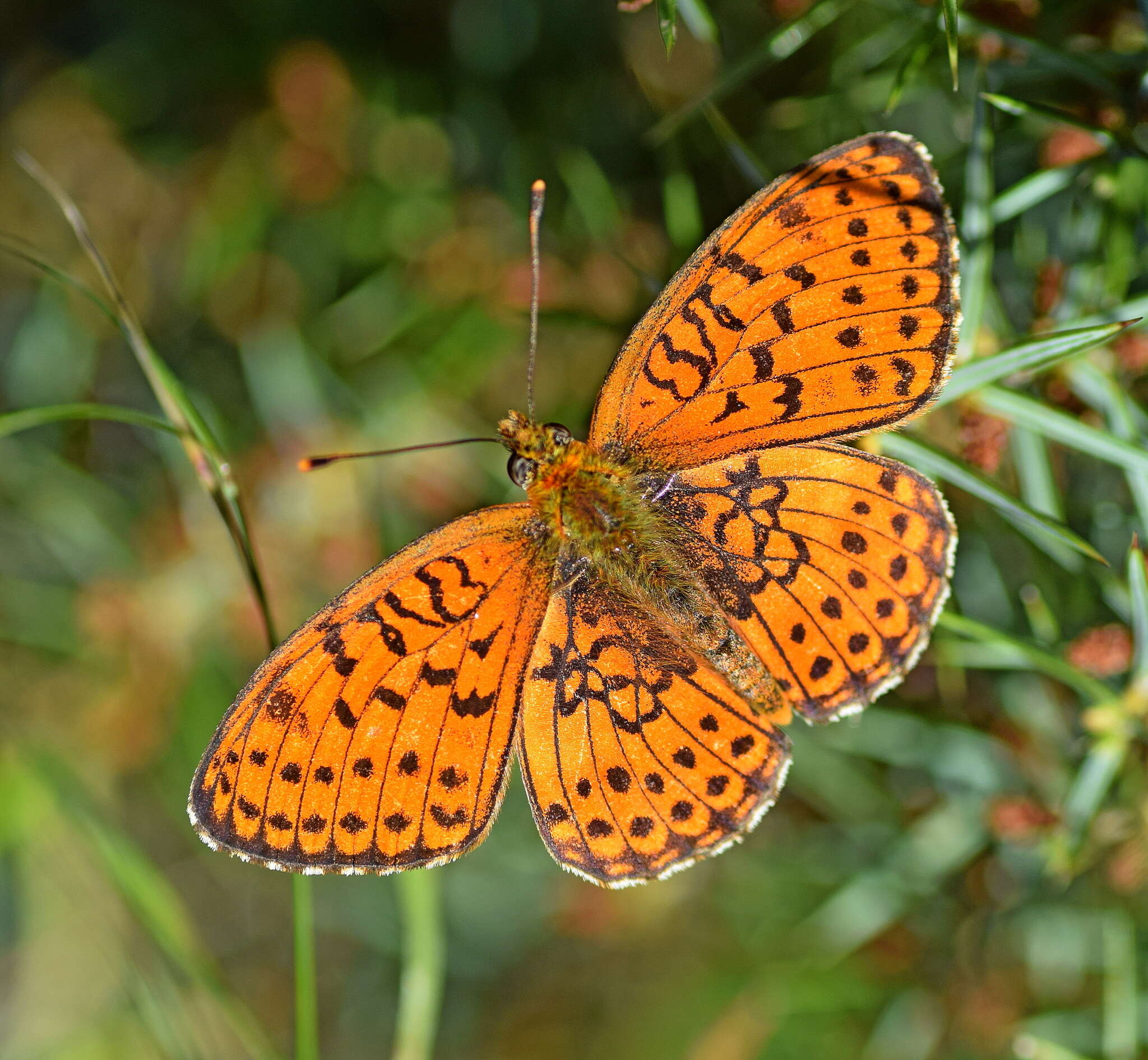 Image of Twin-spot Fritillary