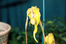 Image of Phragmipedium warszewiczianum (Rchb. fil.) Schltr.