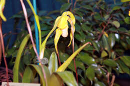 Image of Phragmipedium warszewiczianum (Rchb. fil.) Schltr.