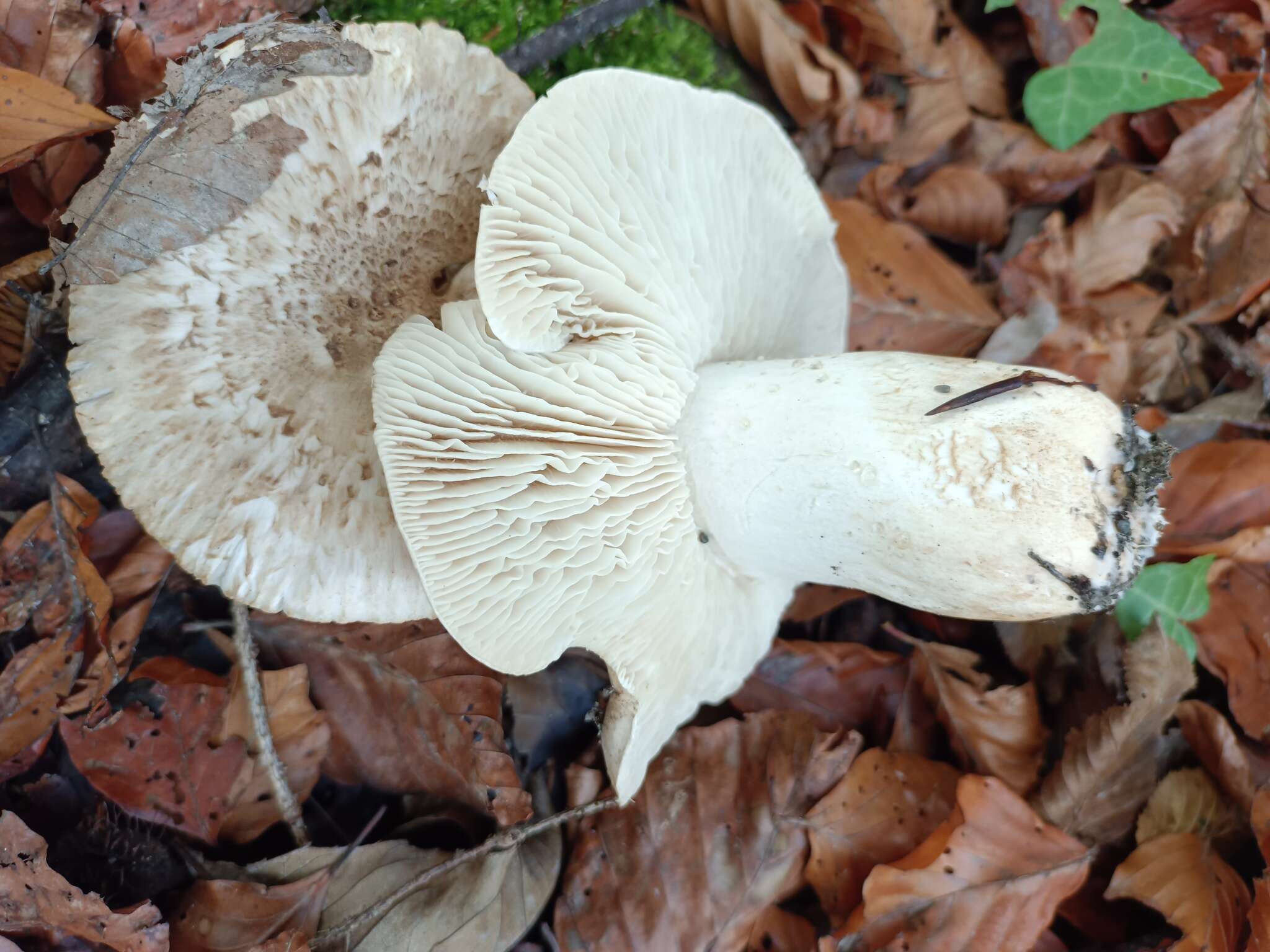 Image de Tricholoma filamentosum (Alessio) Alessio 1988