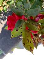 Image of <i>Rosisphaerella rosicola</i>