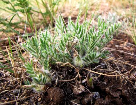 Image of Oxytropis includens Basil.