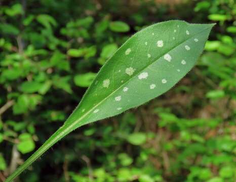 Sivun Pulmonaria stiriaca A. Kerner kuva