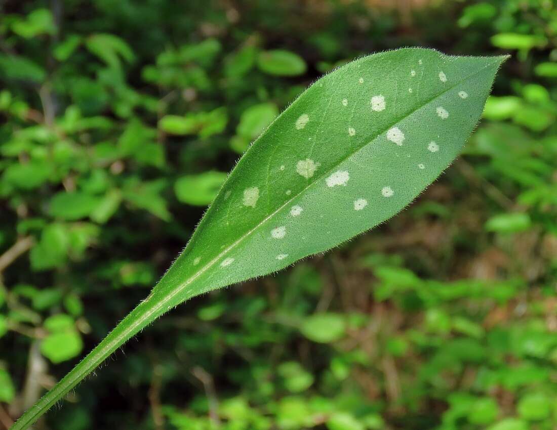 Sivun Pulmonaria stiriaca A. Kerner kuva