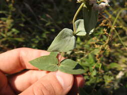 Image of Clustered Mountain-Mint