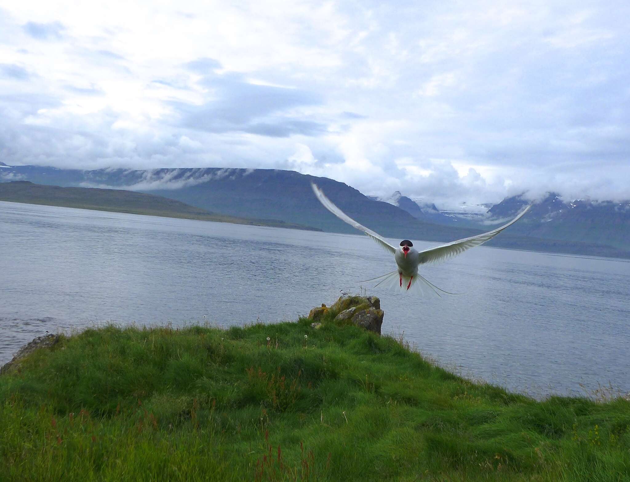 Image of Arctic Tern