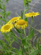 Image of common fleabane