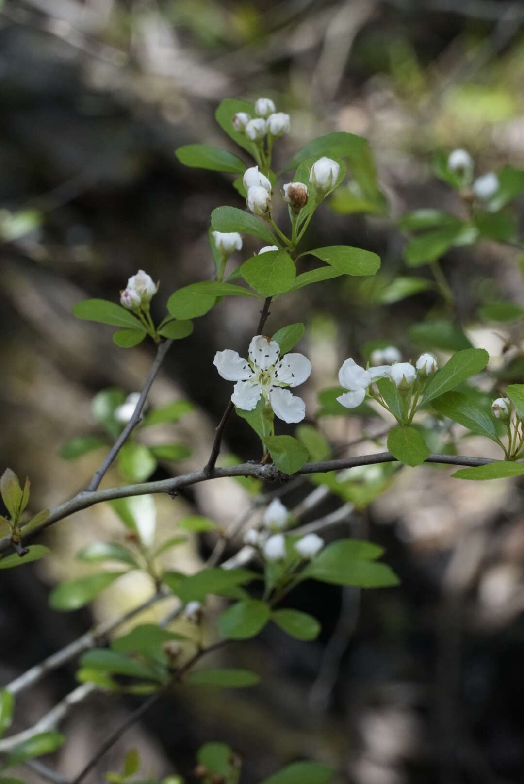 Image of may hawthorn