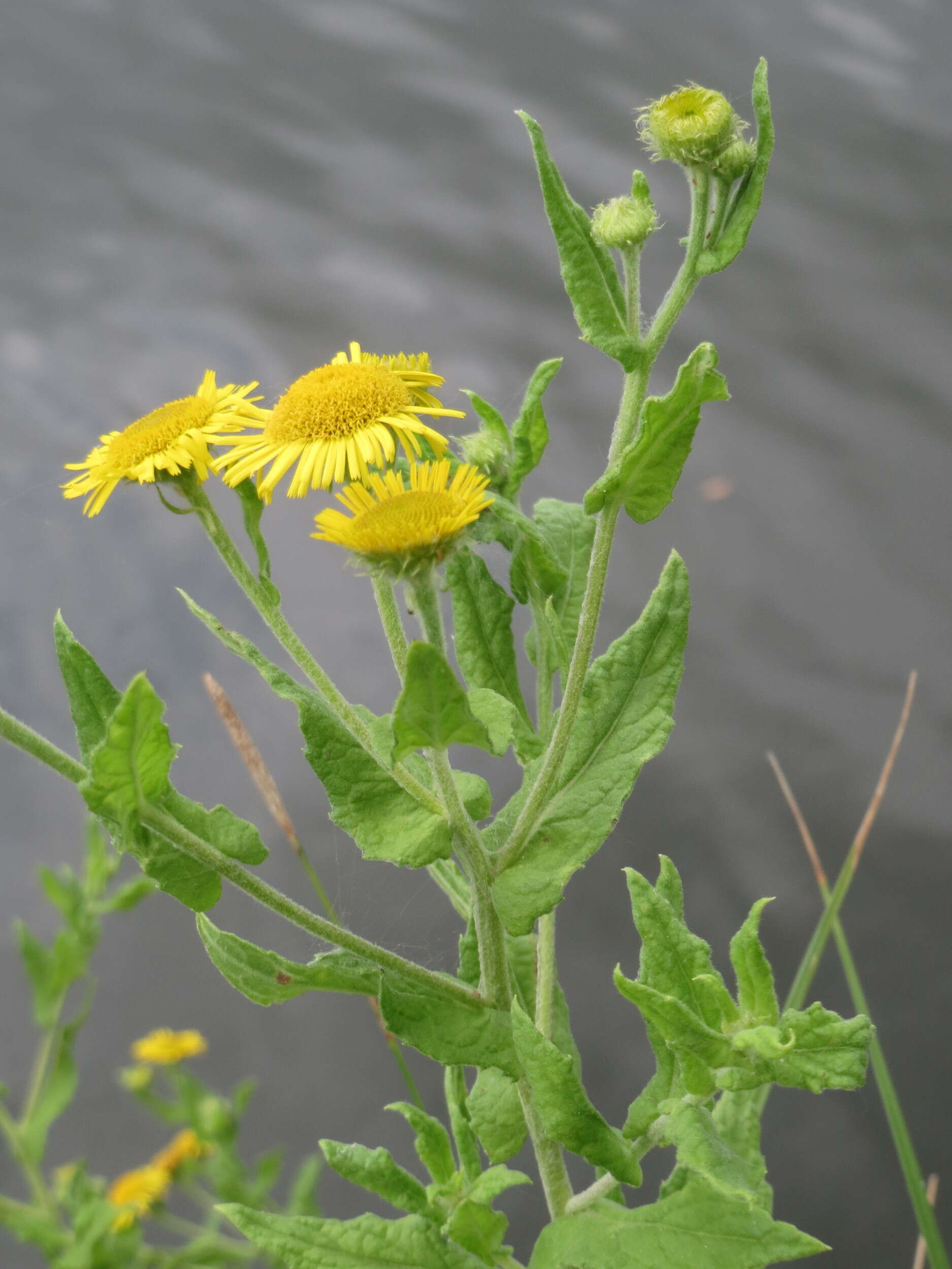 Image of common fleabane