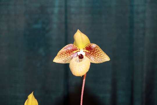 Sivun Paphiopedilum malipoense S. C. Chen & Z. H. Tsi kuva