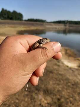 صورة Sceloporus aeneus Wiegmann 1828