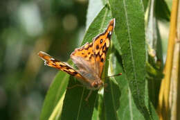 Imagem de Thaleropis ionia Fischer von Waldheim & Eversmann 1851