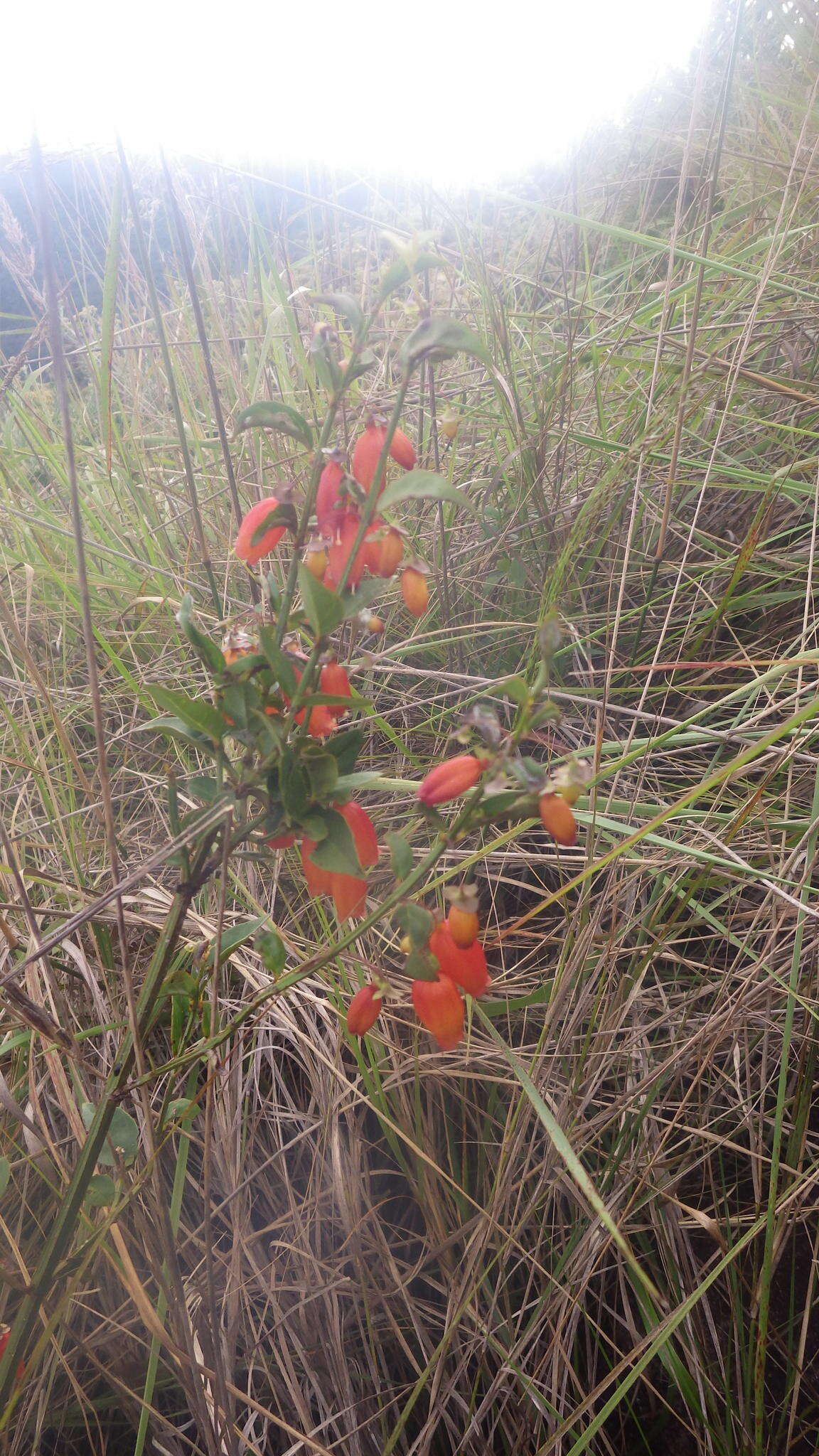 Image of Halleria ligustrifolia Baker