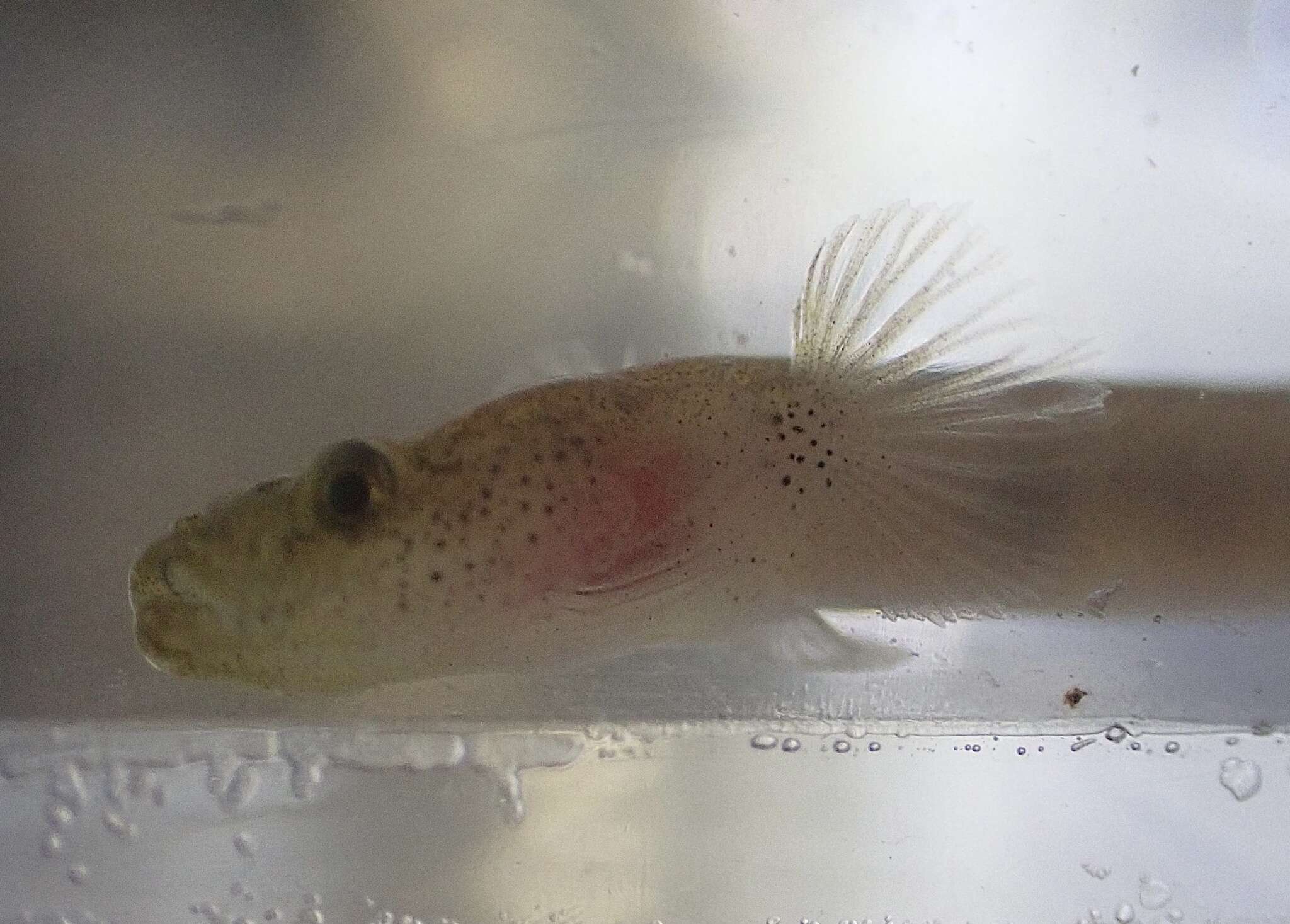 Image of Luciogobius ryukyuensis Chen, Suzuki & Senou 2008