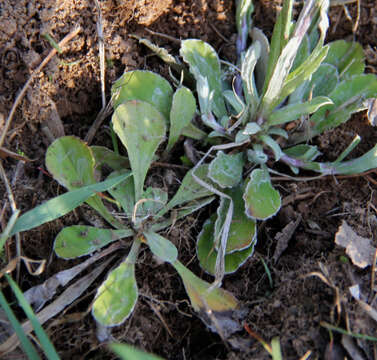 Imagem de Antennaria howellii subsp. petaloidea (Fern.) R. J. Bayer