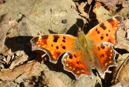 Image of Eastern Comma