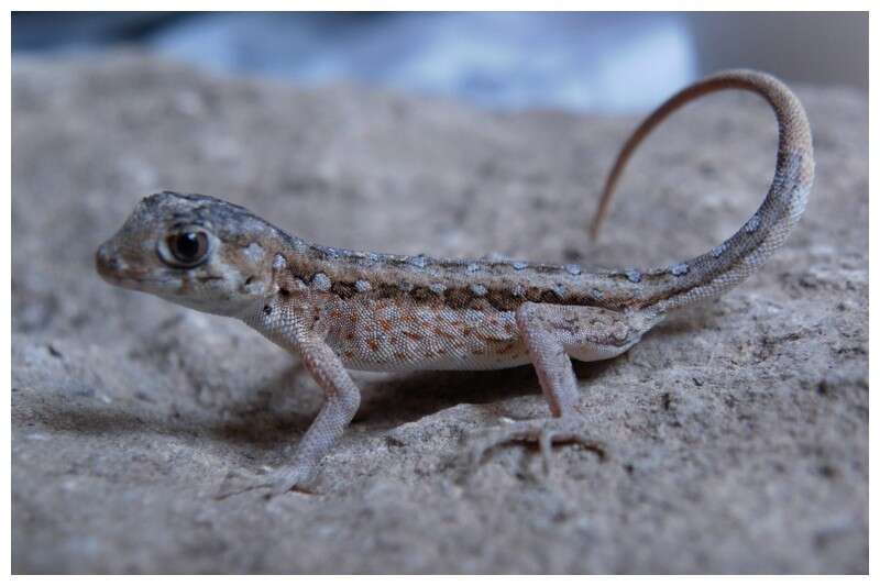 Image of Cross-marked Semaphore Gecko