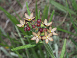 Schizoglossum stenoglossum Schltr.的圖片