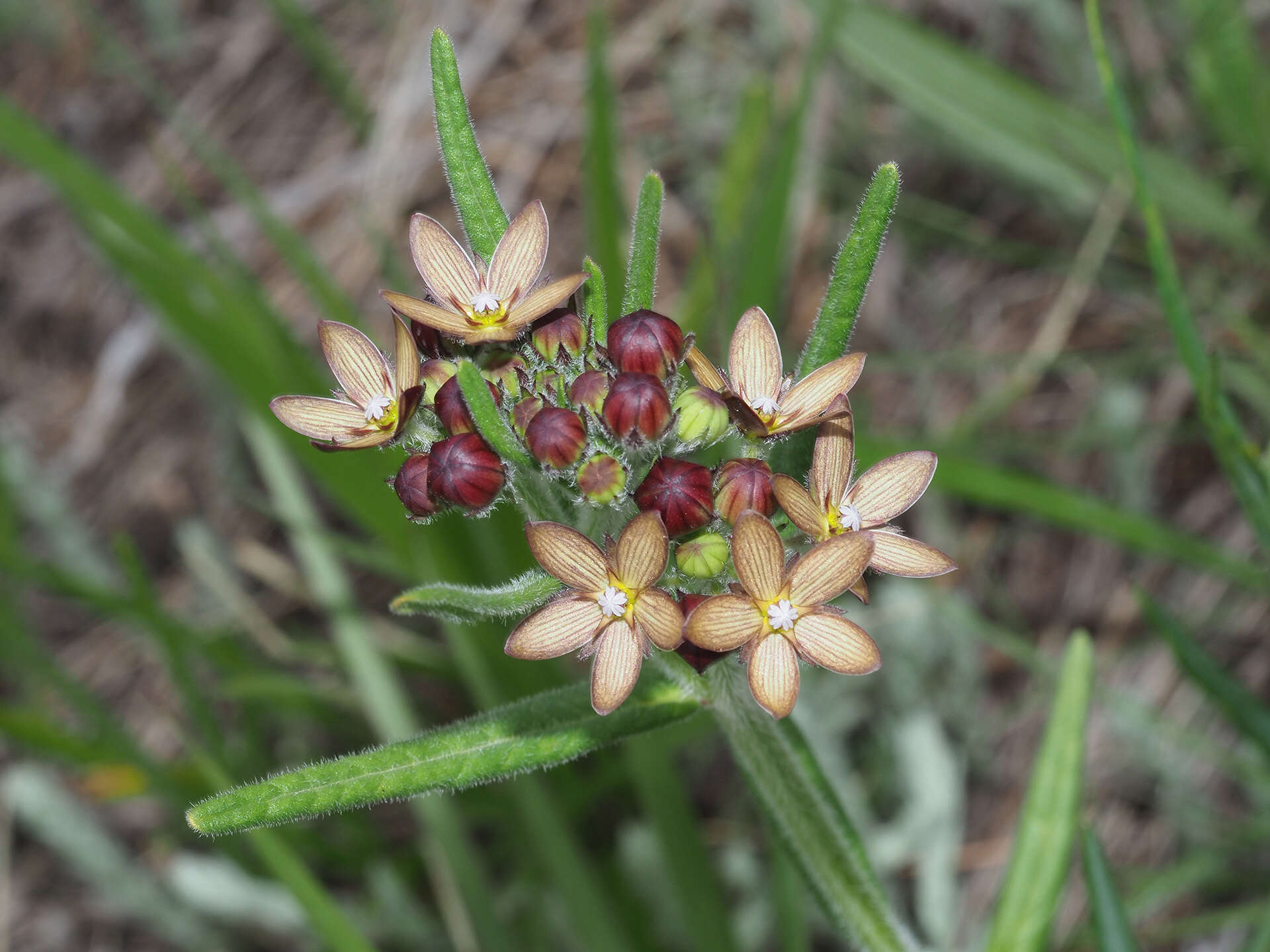 Schizoglossum stenoglossum Schltr.的圖片